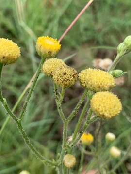 Image of Nidorella obscura (DC.) J. C. Manning & Goldblatt