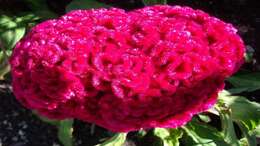 Imagem de Celosia argentea var. cristata