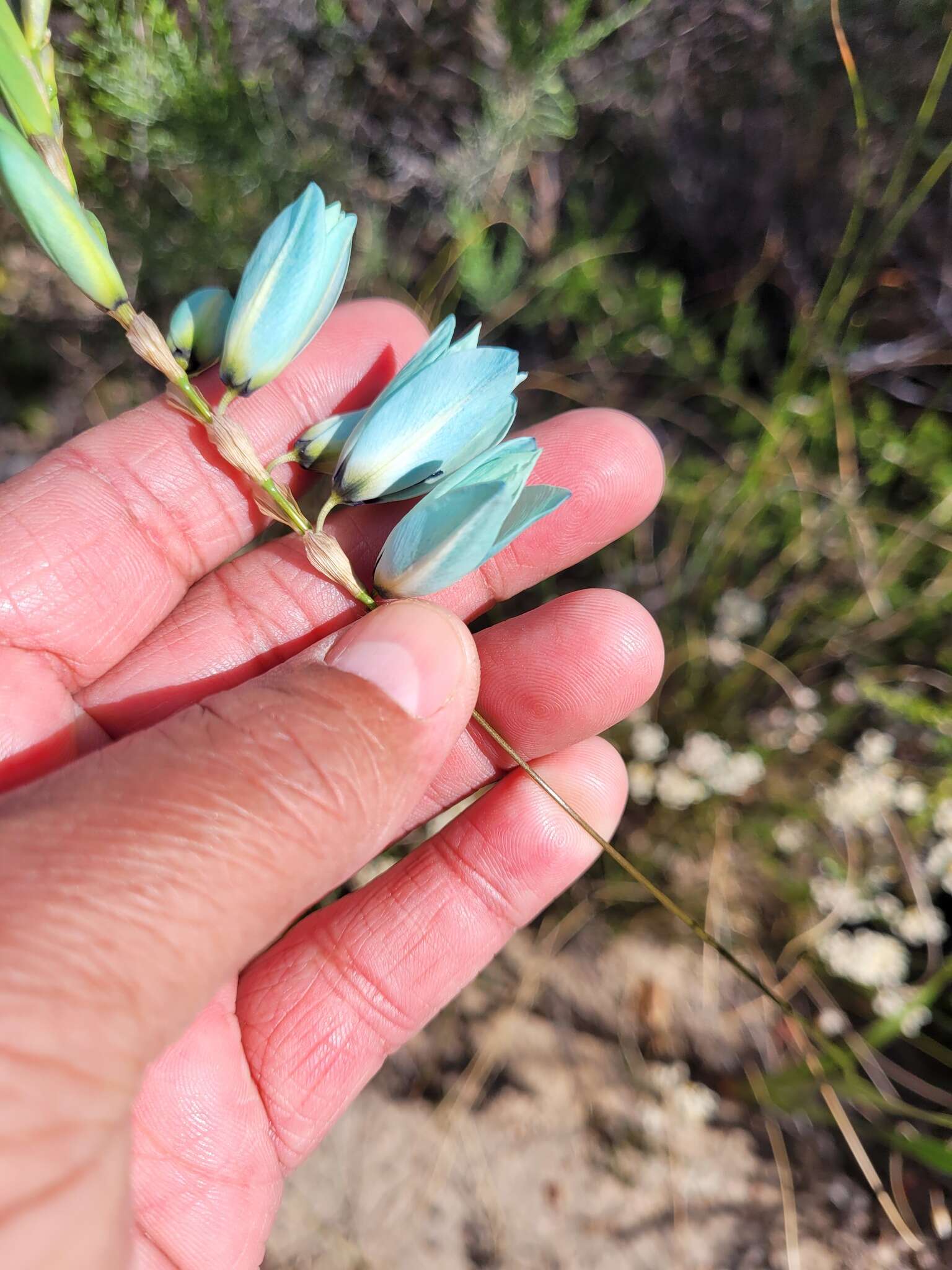 Image of Turquoise Ixia