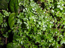 Plancia ëd Pilea microphylla (L.) Liebm.