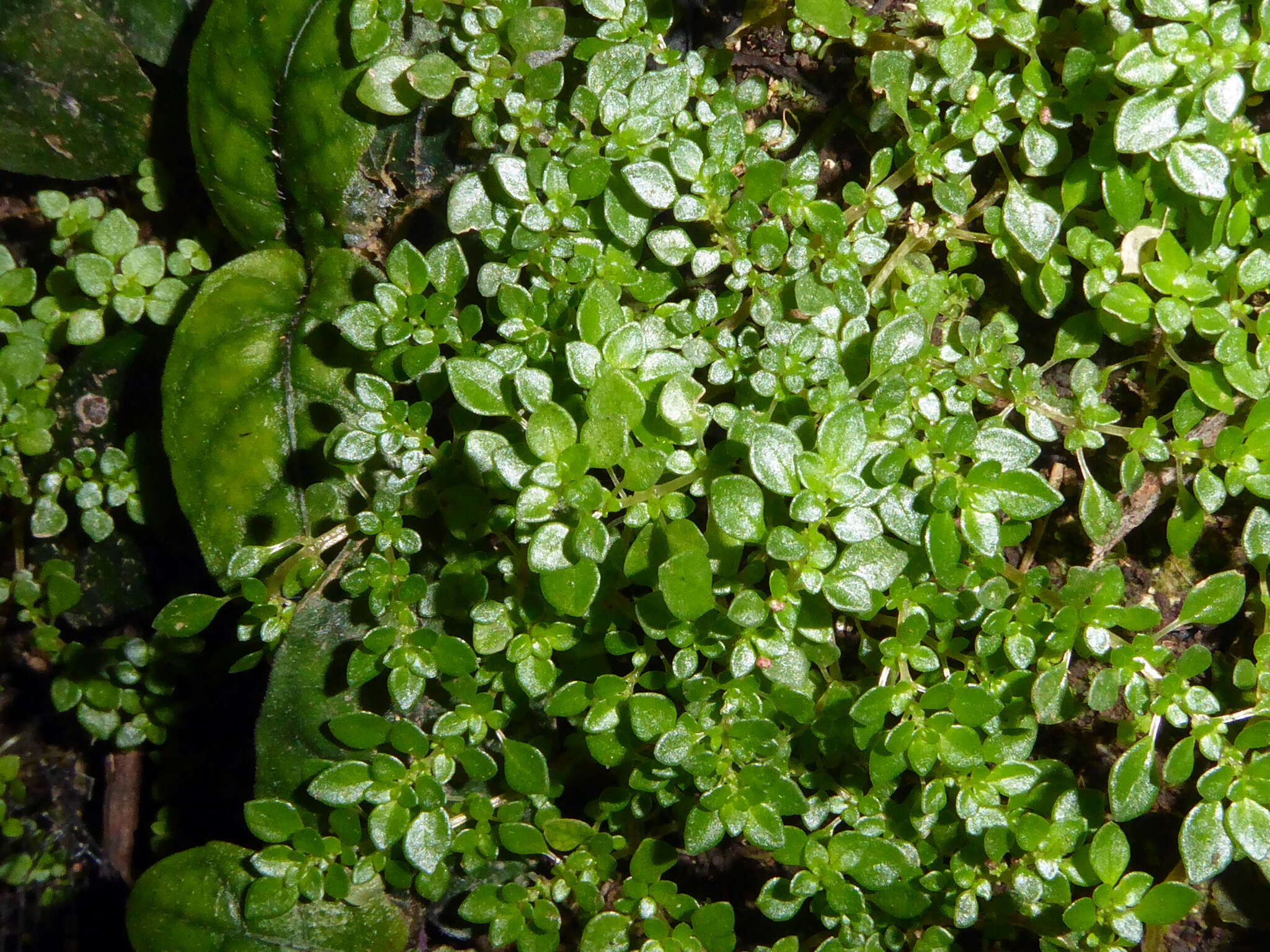 Image of rockweed