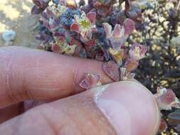 Imagem de Drosanthemopsis diversifolia (L. Bol.) Klak