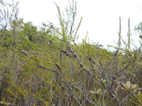 Слика од Leptospermum liversidgei R. T. Baker & H. G. Smith