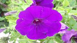 Image of petunia