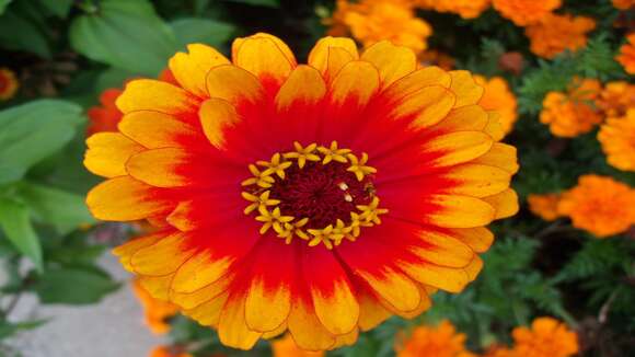 Image of ELEGANT ZINNIA