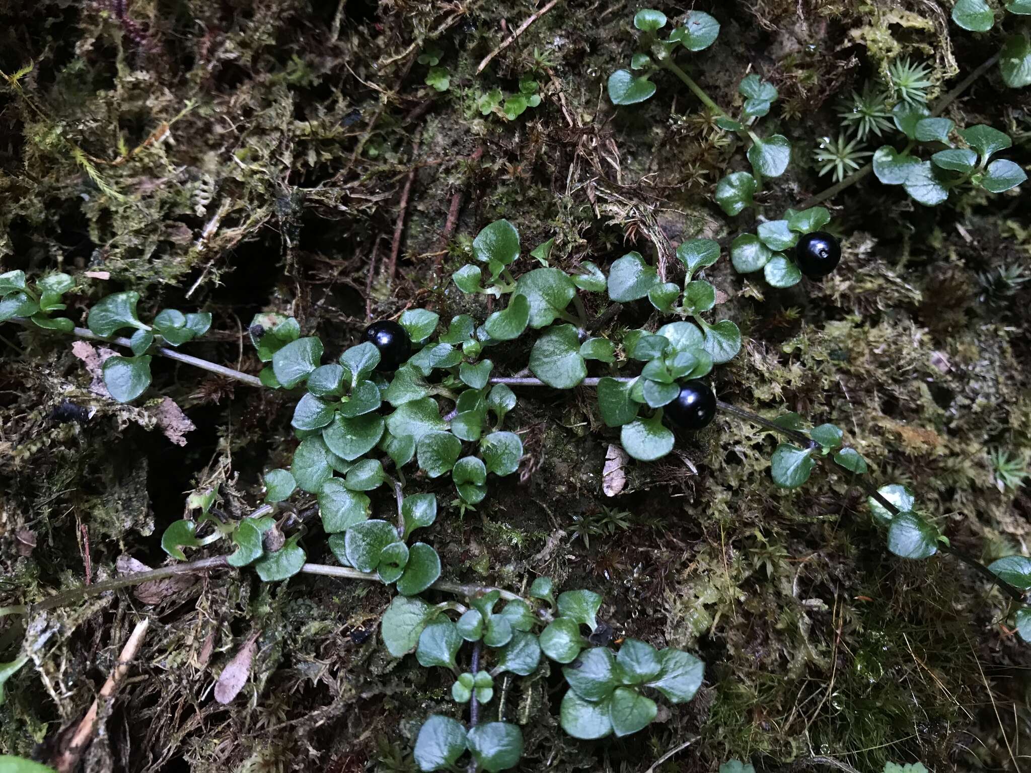 Image of Nertera nigricarpa Hayata