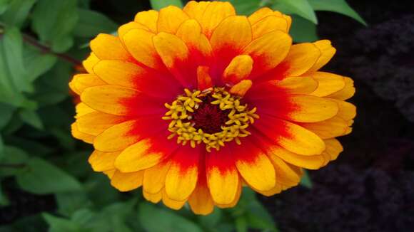 Image de Zinnia elegans Jacq.