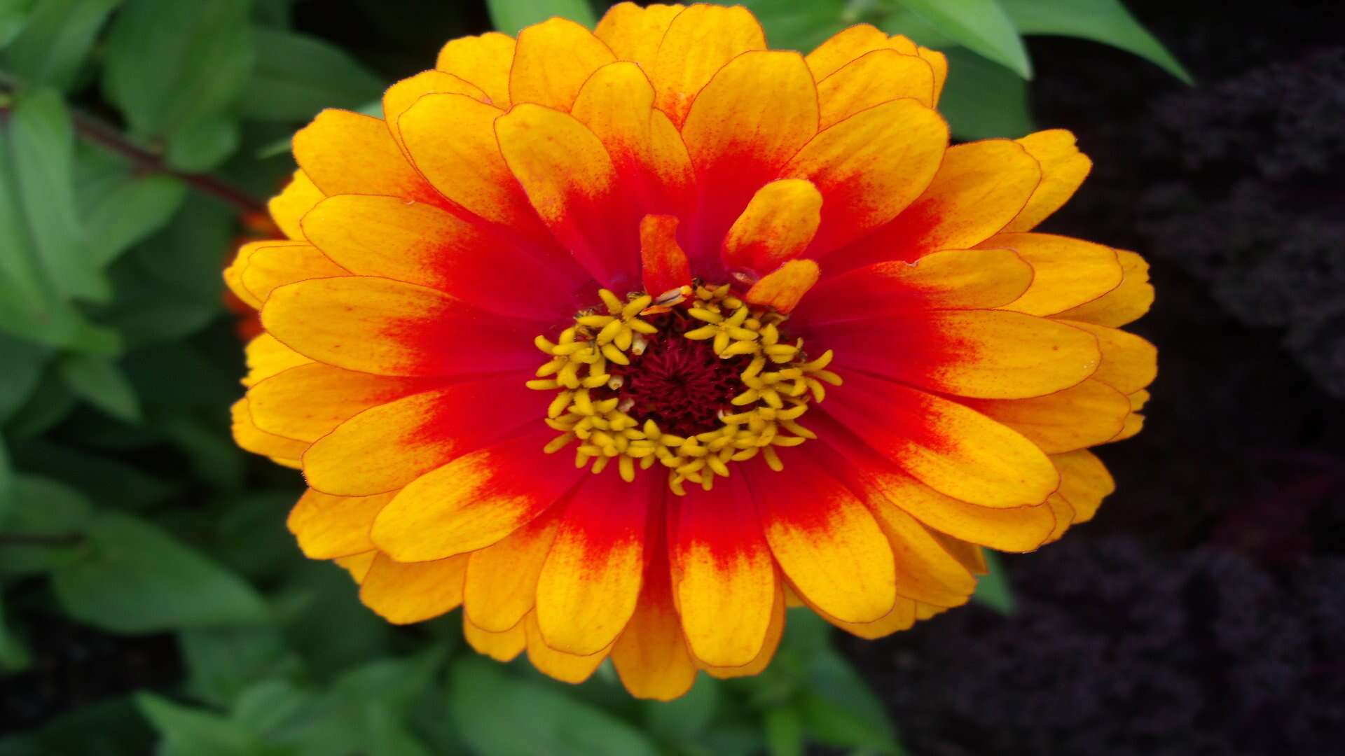 Image of ELEGANT ZINNIA