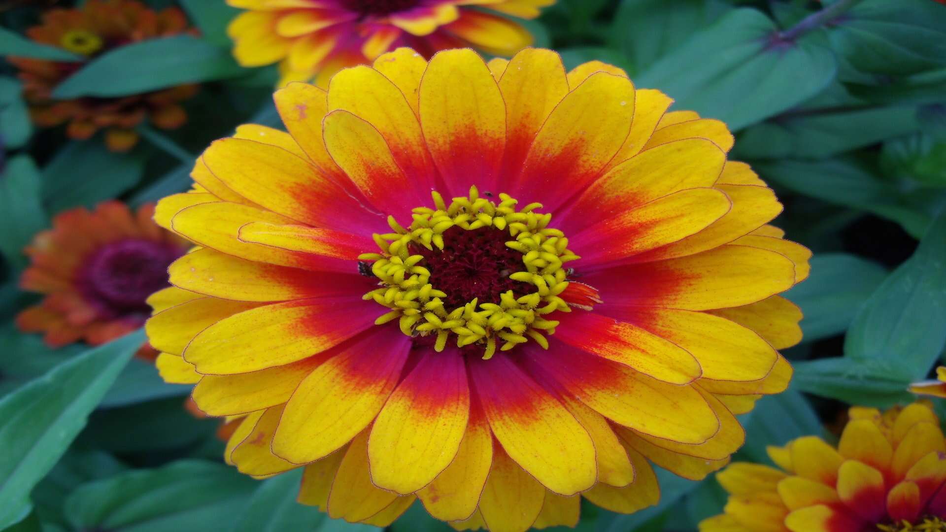 Image of ELEGANT ZINNIA