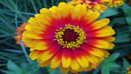 Image of ELEGANT ZINNIA