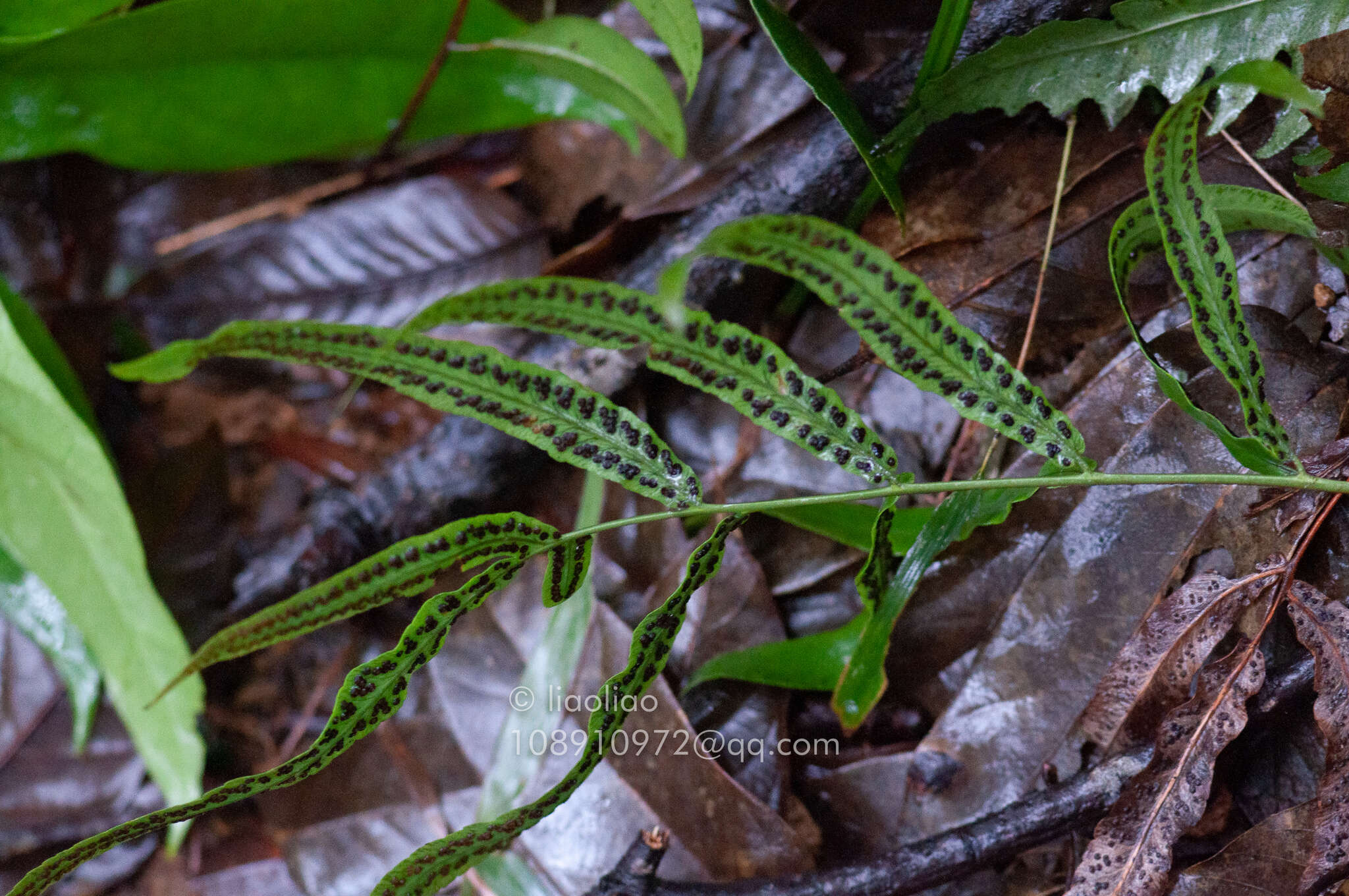 Image of Dryopteris podophylla (Hook.) O. Kuntze