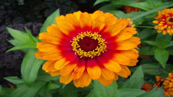 Image of ELEGANT ZINNIA