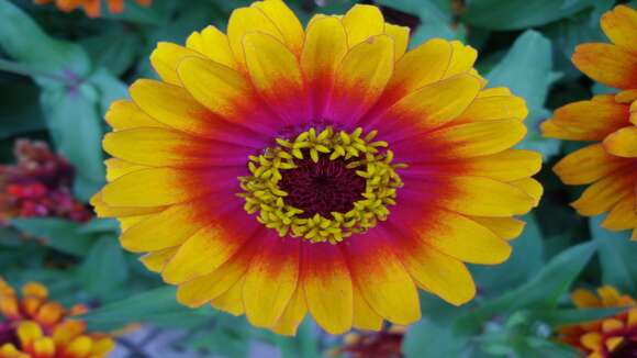 Image of ELEGANT ZINNIA