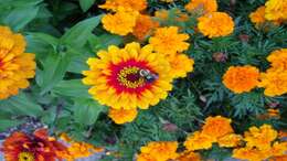 Imagem de Zinnia elegans Jacq.