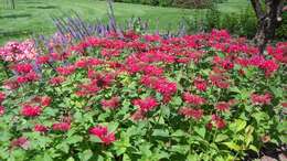 Image of scarlet beebalm