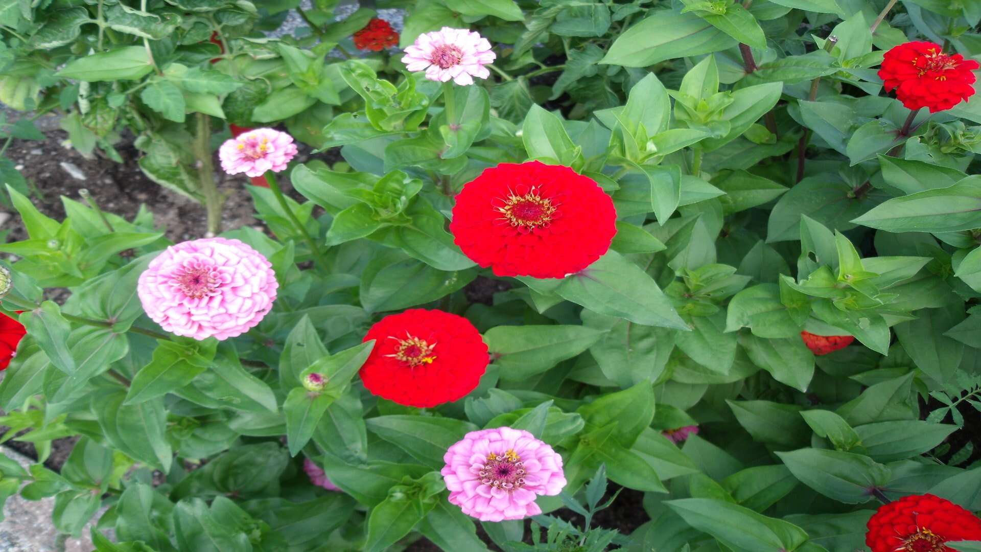 Imagem de Zinnia elegans Jacq.