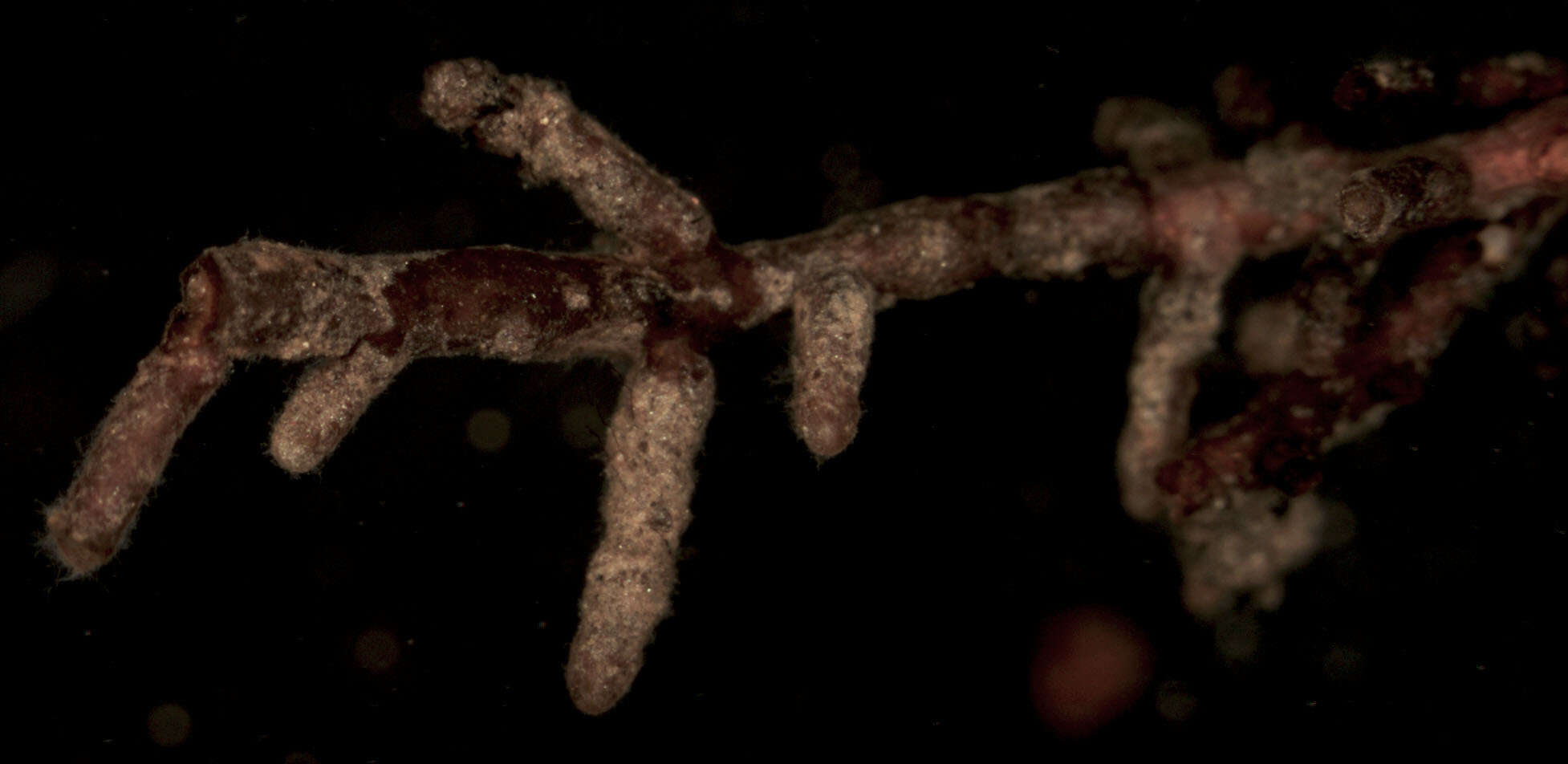 Image of Tylospora fibrillosa (Burt) Donk 1960