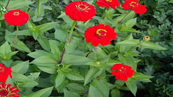 Imagem de Zinnia elegans Jacq.