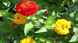 Image of ELEGANT ZINNIA