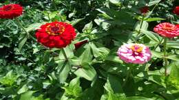 Imagem de Zinnia elegans Jacq.