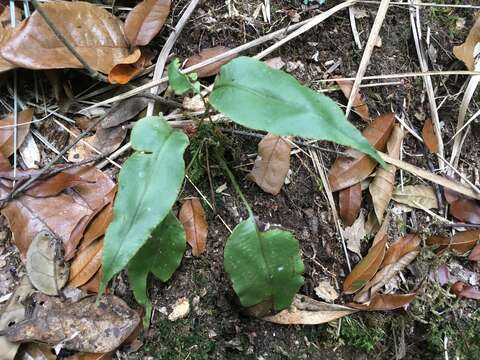 Sivun Elaphoglossum erinaceum (Fée) T. Moore kuva