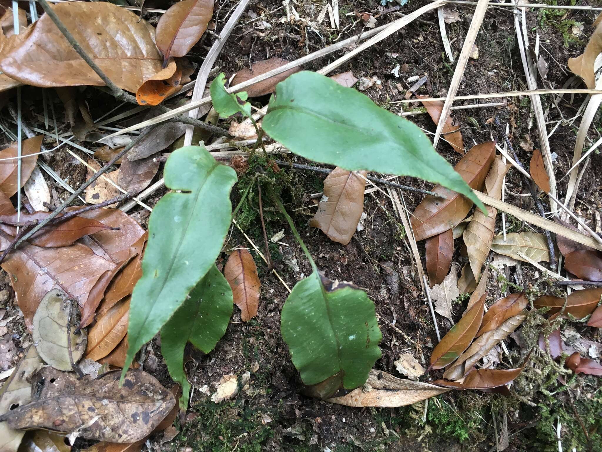 Image of Guadeloupe tonguefern