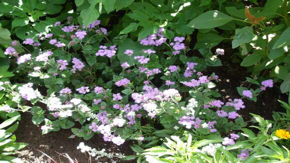 Imagem de Ageratum houstonianum Mill.