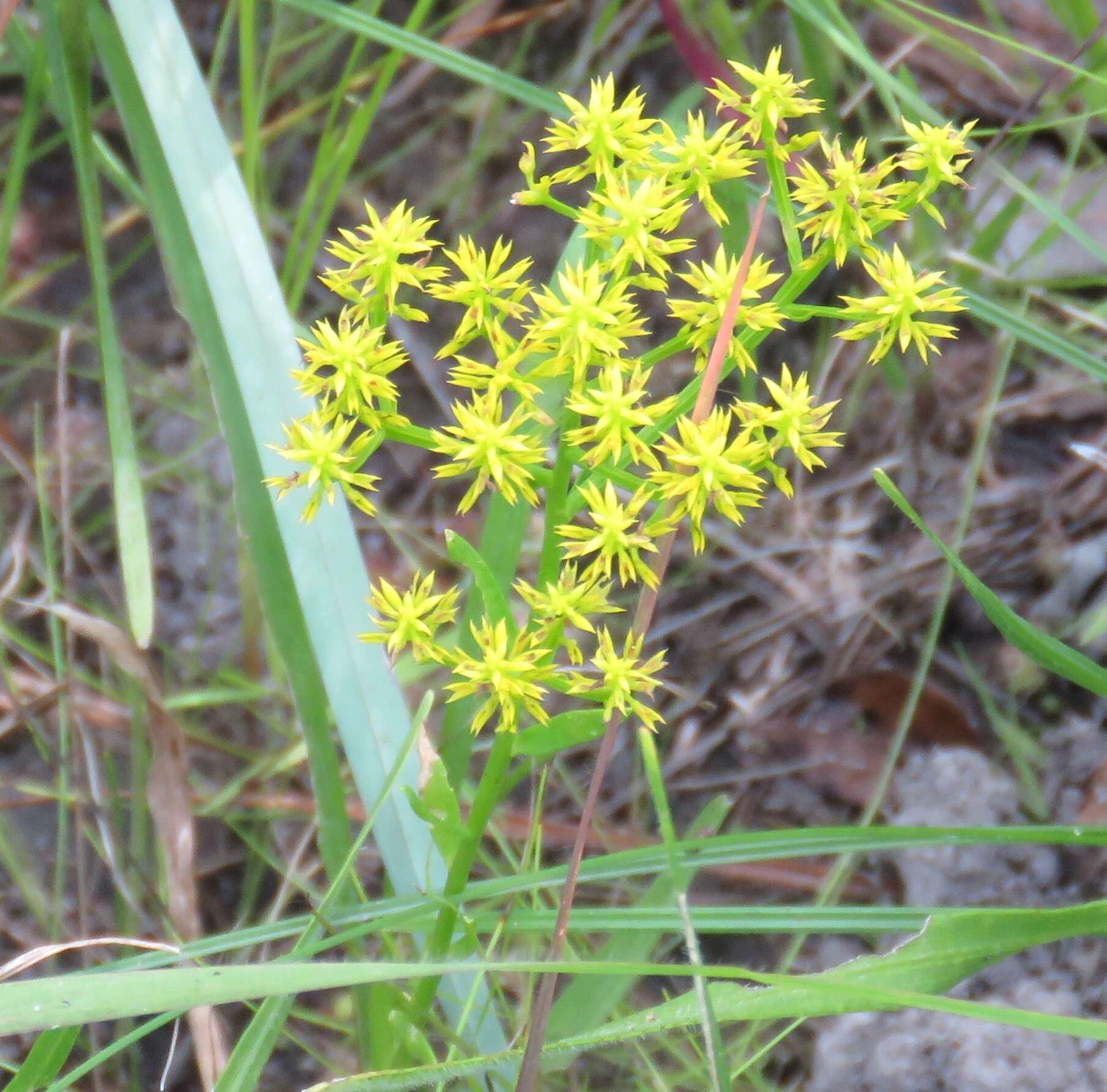 Polygala ramosa Ell.的圖片