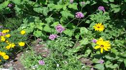 Image of purpletop vervain