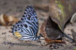 Image of Graphium delesserti (Guérin-Méneville 1839)