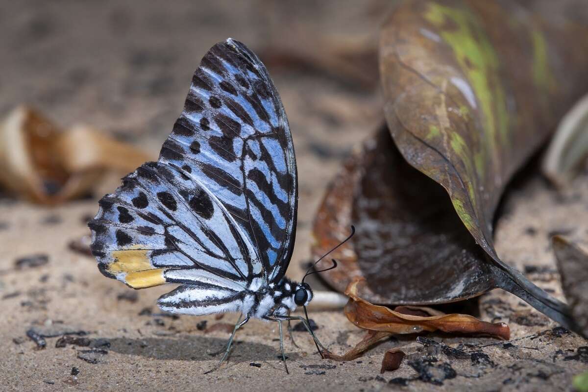 Image of Graphium delesserti (Guérin-Méneville 1839)