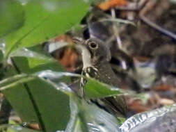 Image of Spectacled Antpitta