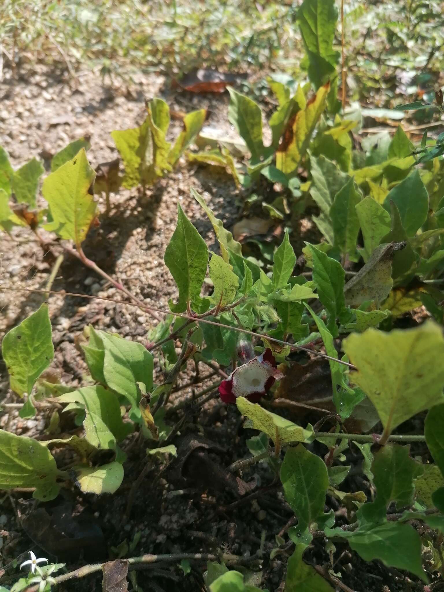 Image of Aristolochia nelsonii Eastwood