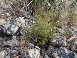 Image of Micromyrtus delicata A. R. Bean