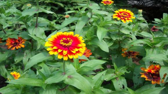 Image of ELEGANT ZINNIA