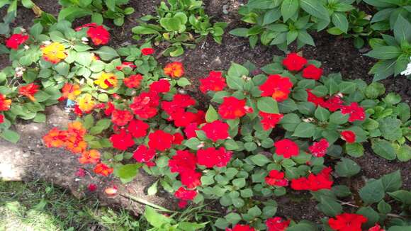 Imagem de Impatiens walleriana Hook. fil.