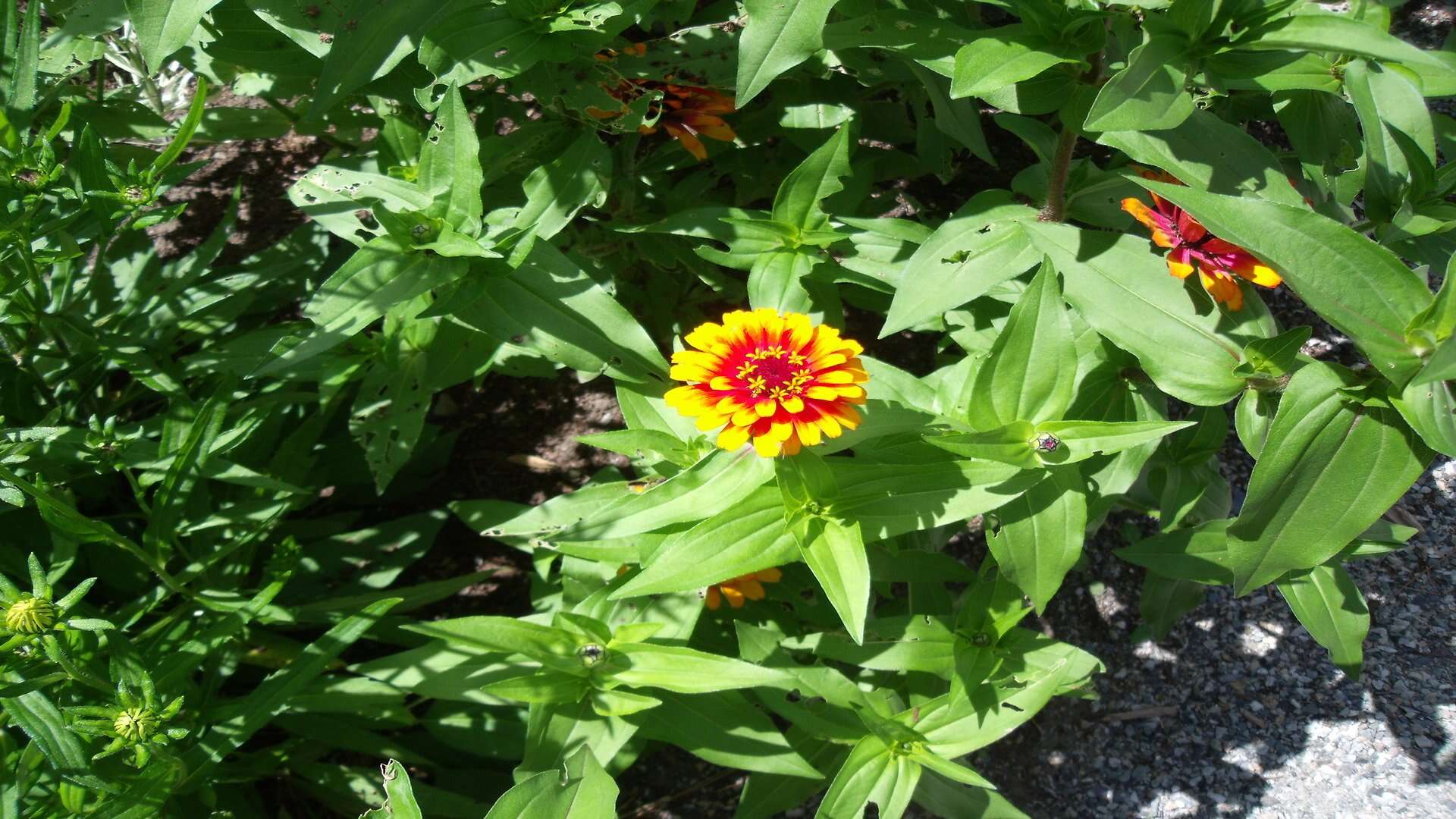 Image of ELEGANT ZINNIA