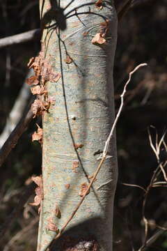 Image of Bursera grandifolia (Schltdl.) Engl.