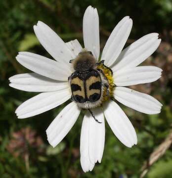 Image of Bee beetle