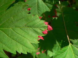 Image of Rocky Mountain maple