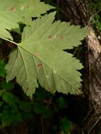 Image of Rocky Mountain maple