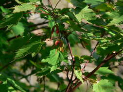 Image of Rocky Mountain maple