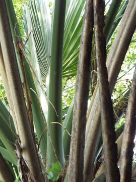 Image of Rio Grande palmetto