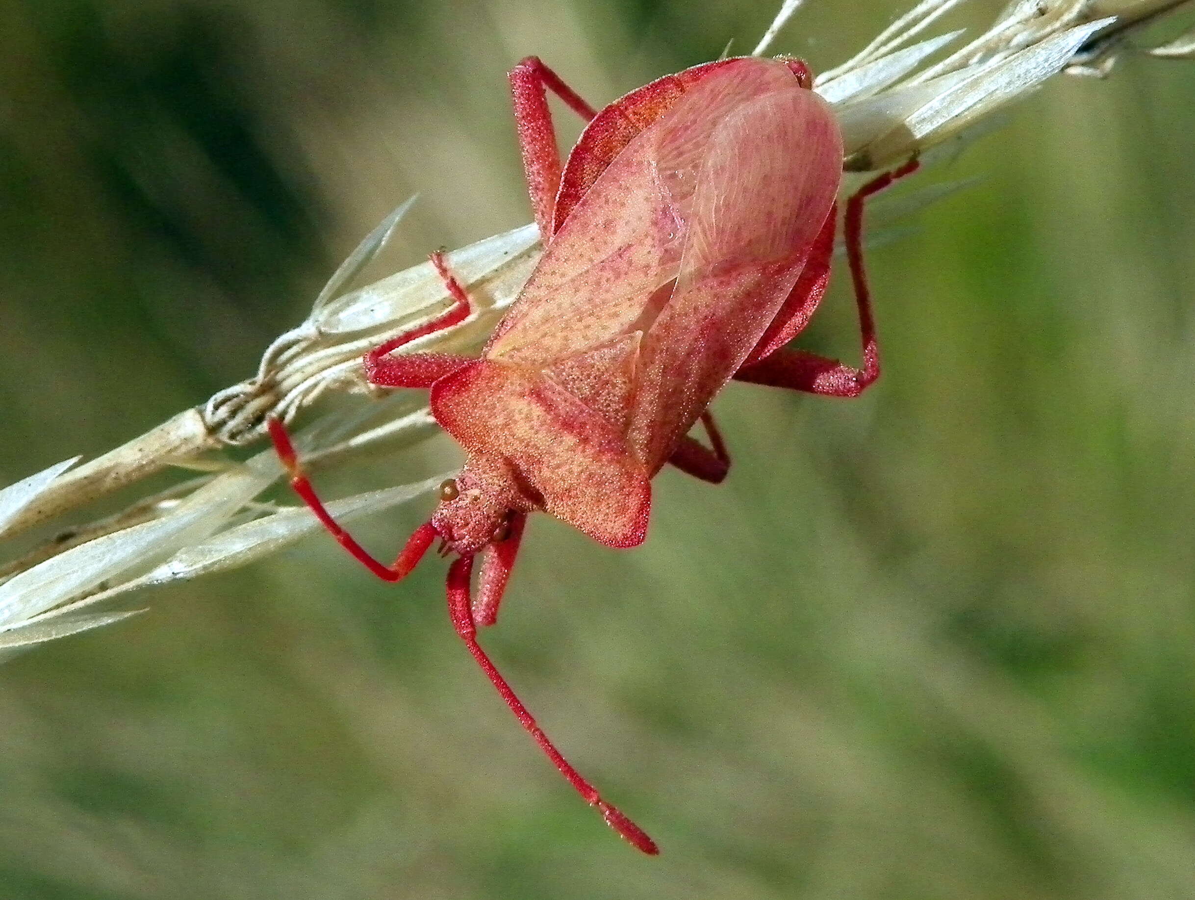 Image of Coreus