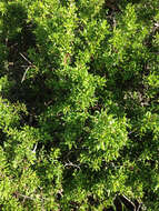 Image of California desert-thorn