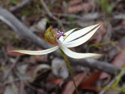 Image of Praecoxanthus aphyllus (Benth.) Hopper & A. P. Br.