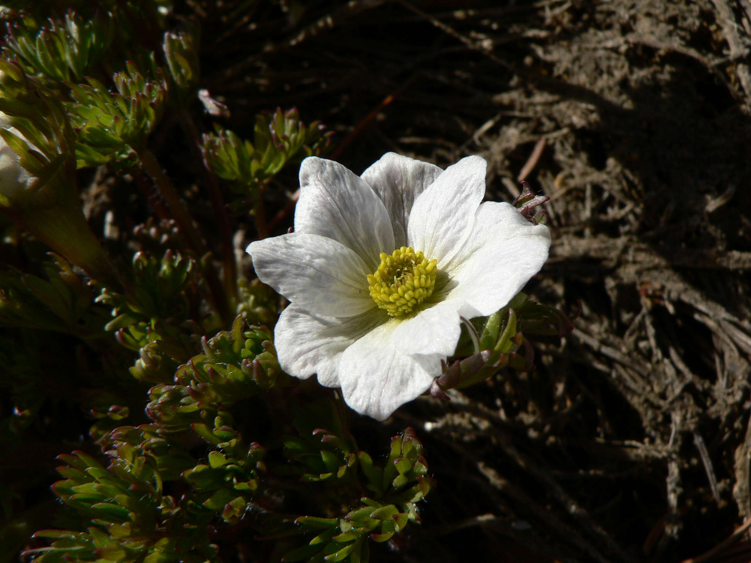 Anemone drummondii S. Wats. resmi