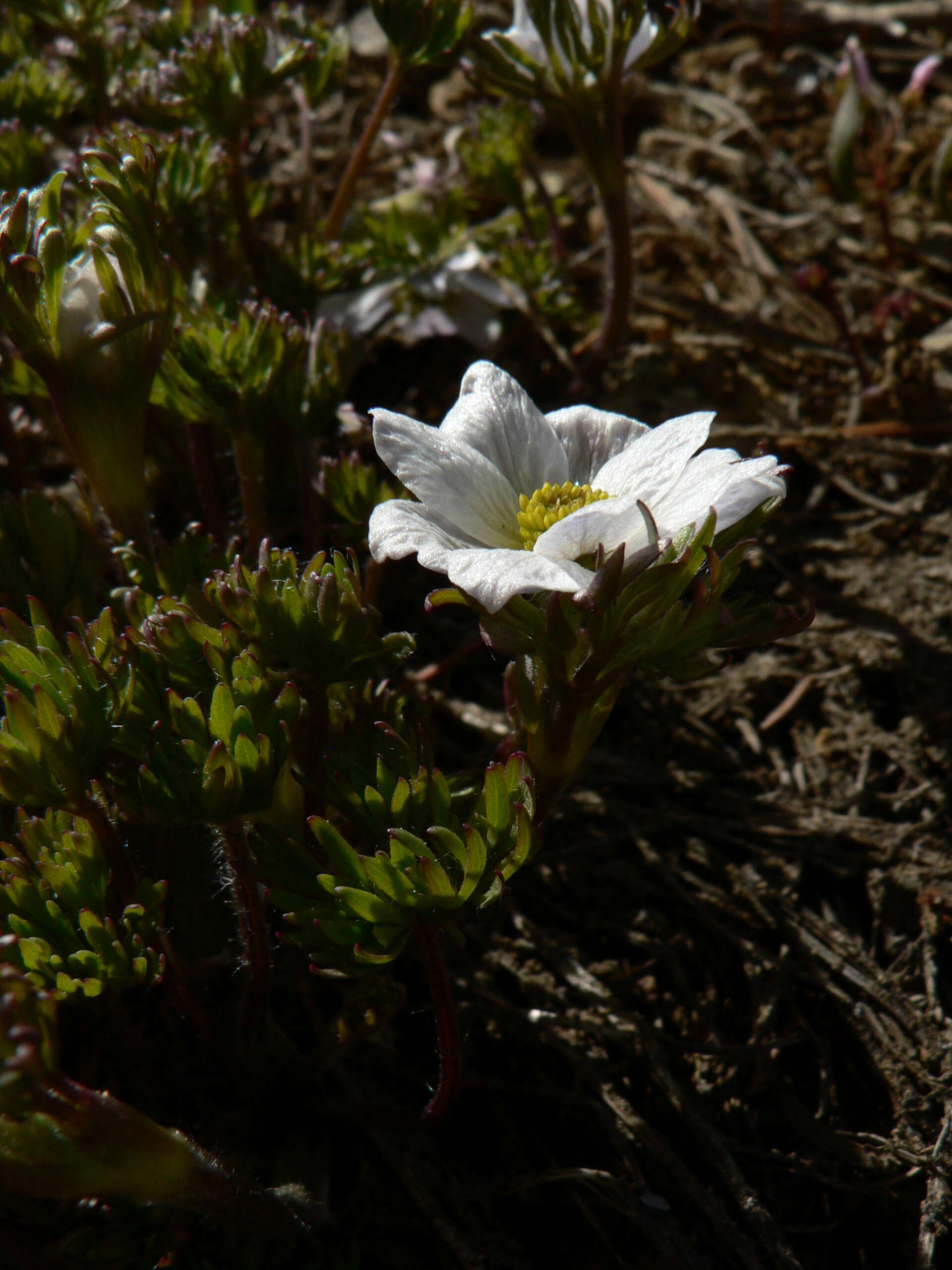 Anemone drummondii S. Wats. resmi