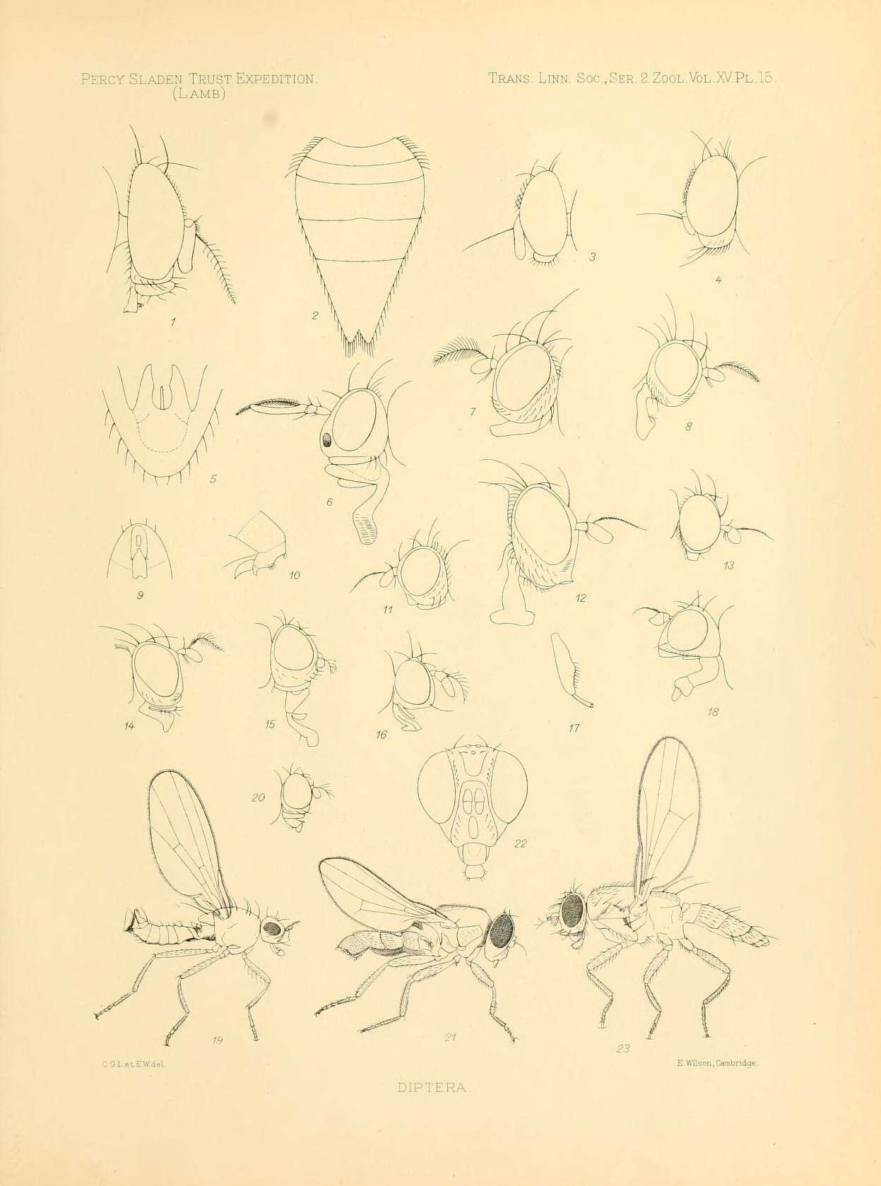 Pachycerina的圖片