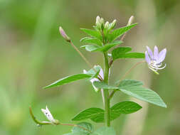 Image of fringed spiderflower